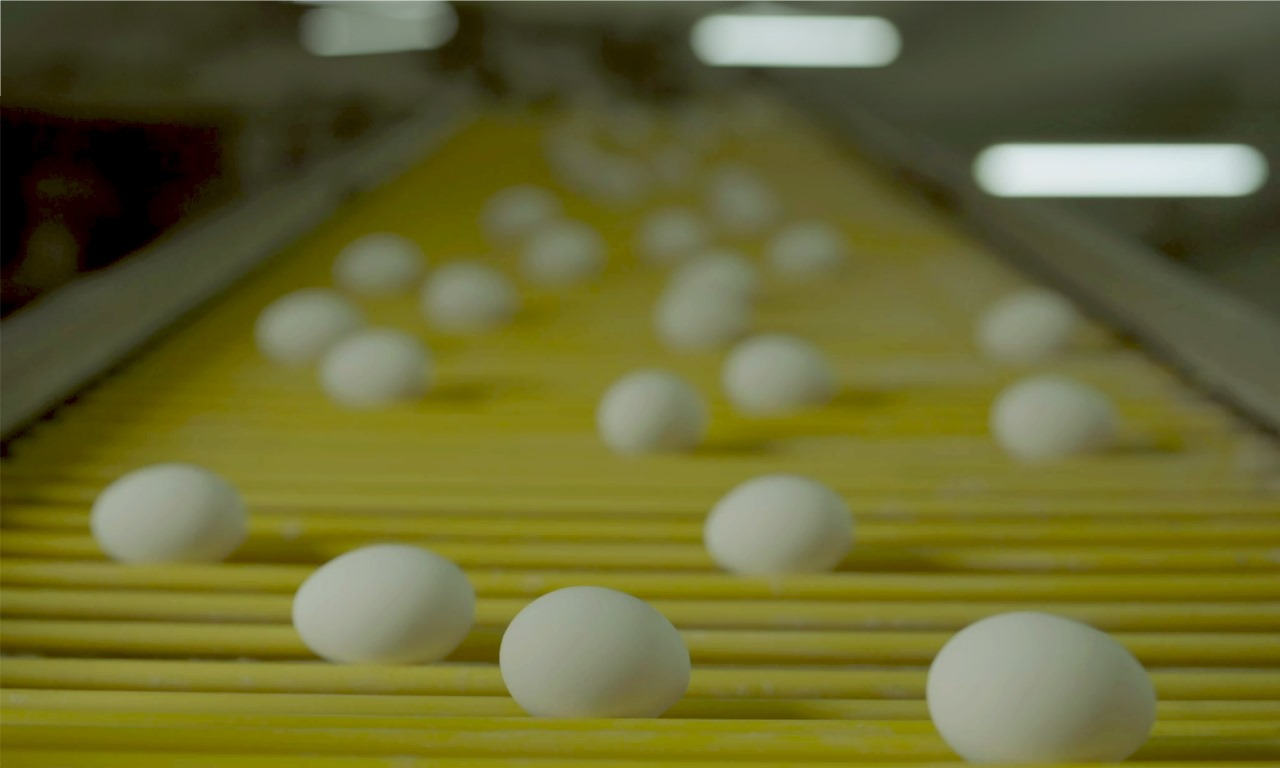 poultryfield