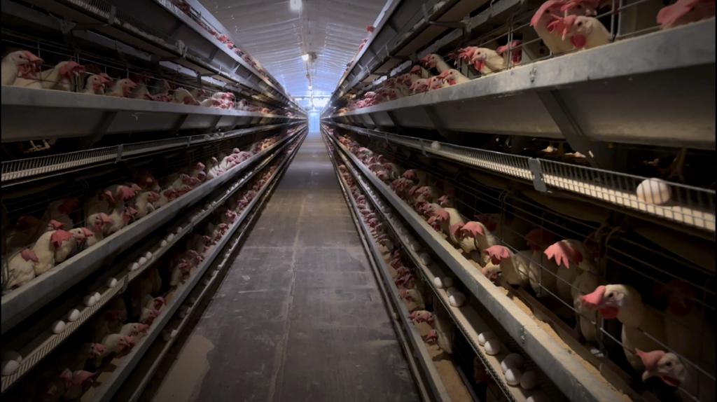 poultryfield